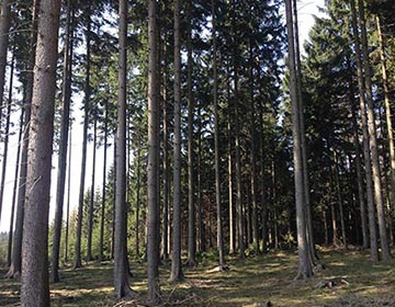 Výkup lesů a dřeva