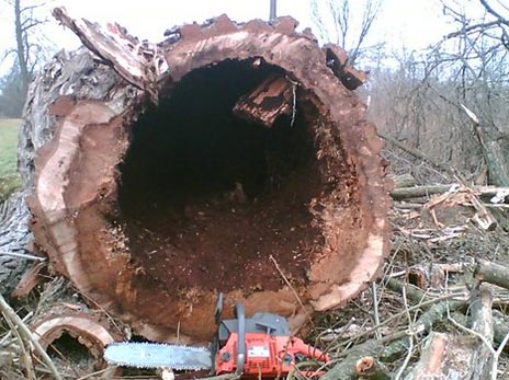 Těžba dřeva