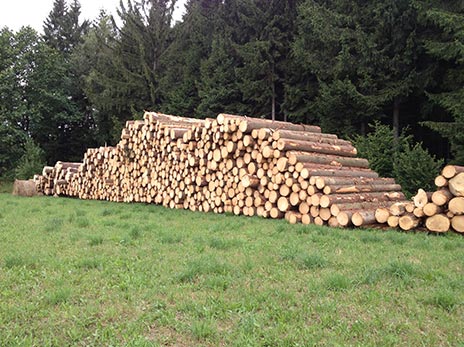 Výkup dřeva